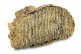 Fossil Woolly Mammoth Lower Molar - Siberia #292762-2